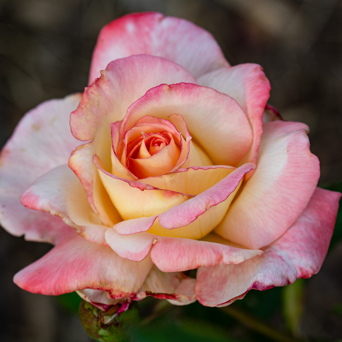 Rose, Hybrid Tea, Secret™