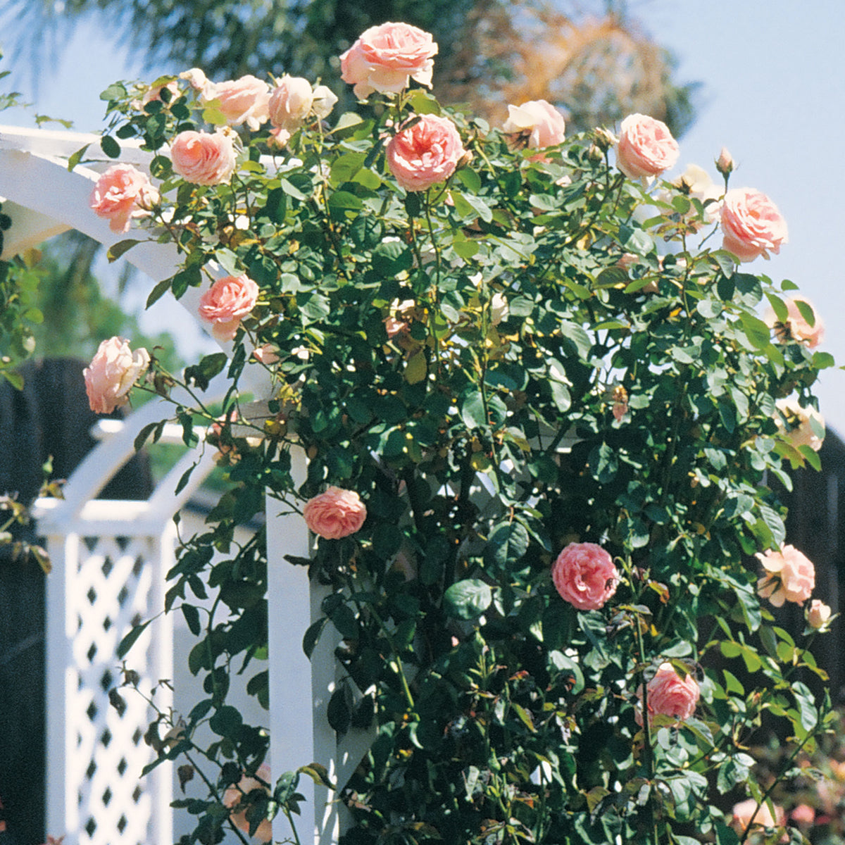 Rose, Climbing, Pearly Gates™