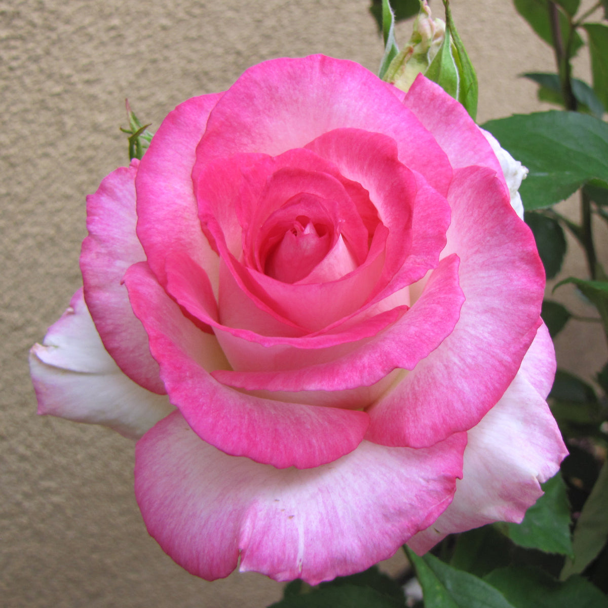 Rose, Hybrid Tea, Angelic Veil™