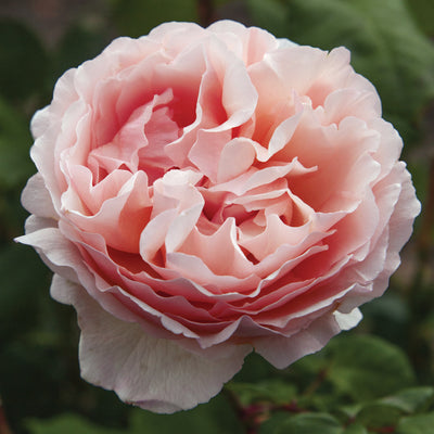 Rose, Hybrid Tea, Princesse Charlene de Monaco®