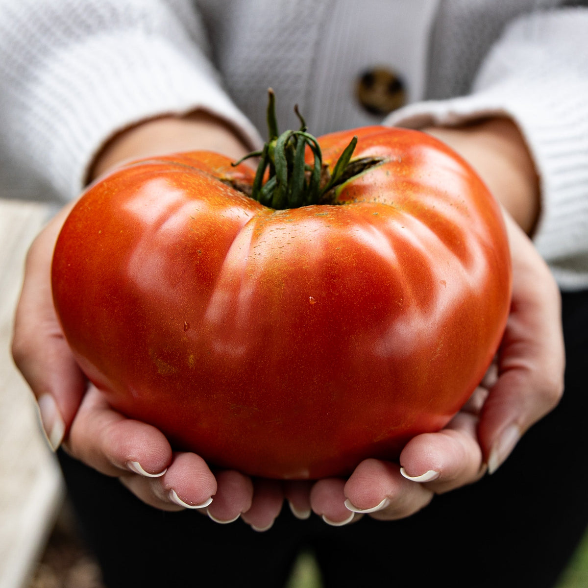 Tomato, Big Zac® Hybrid.
