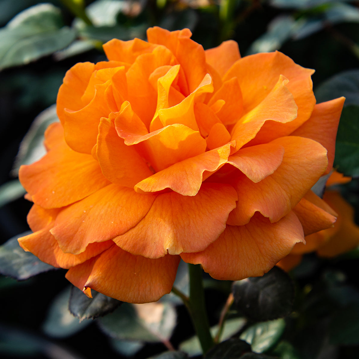 Rose, 36" Tree, Vavoom™