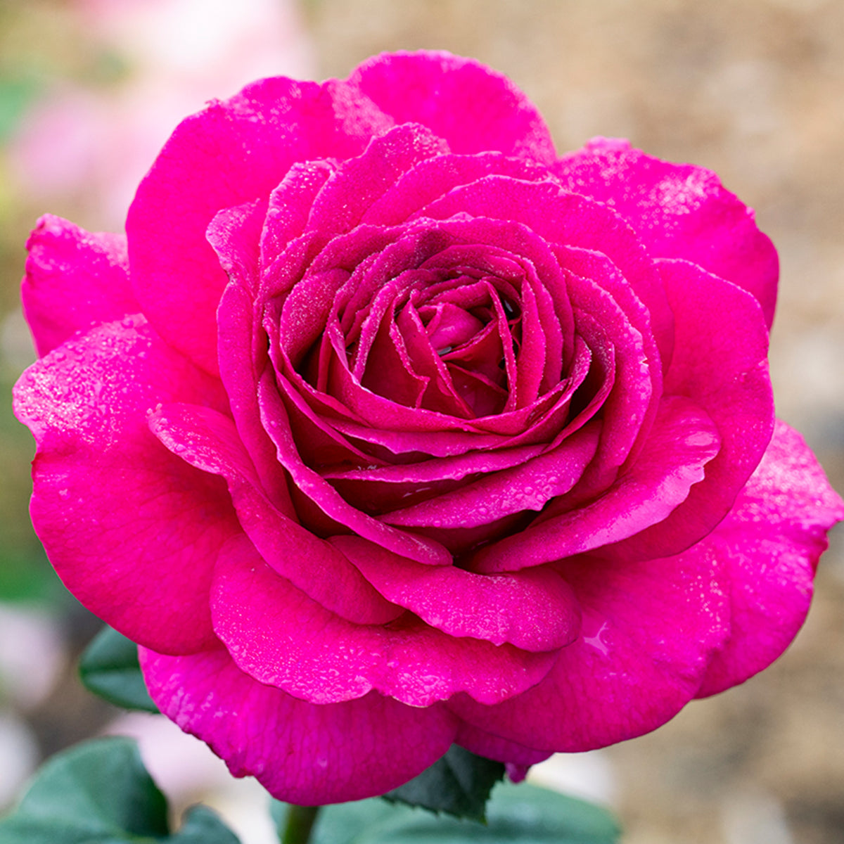 Rose, Hybrid Tea, Big Purple