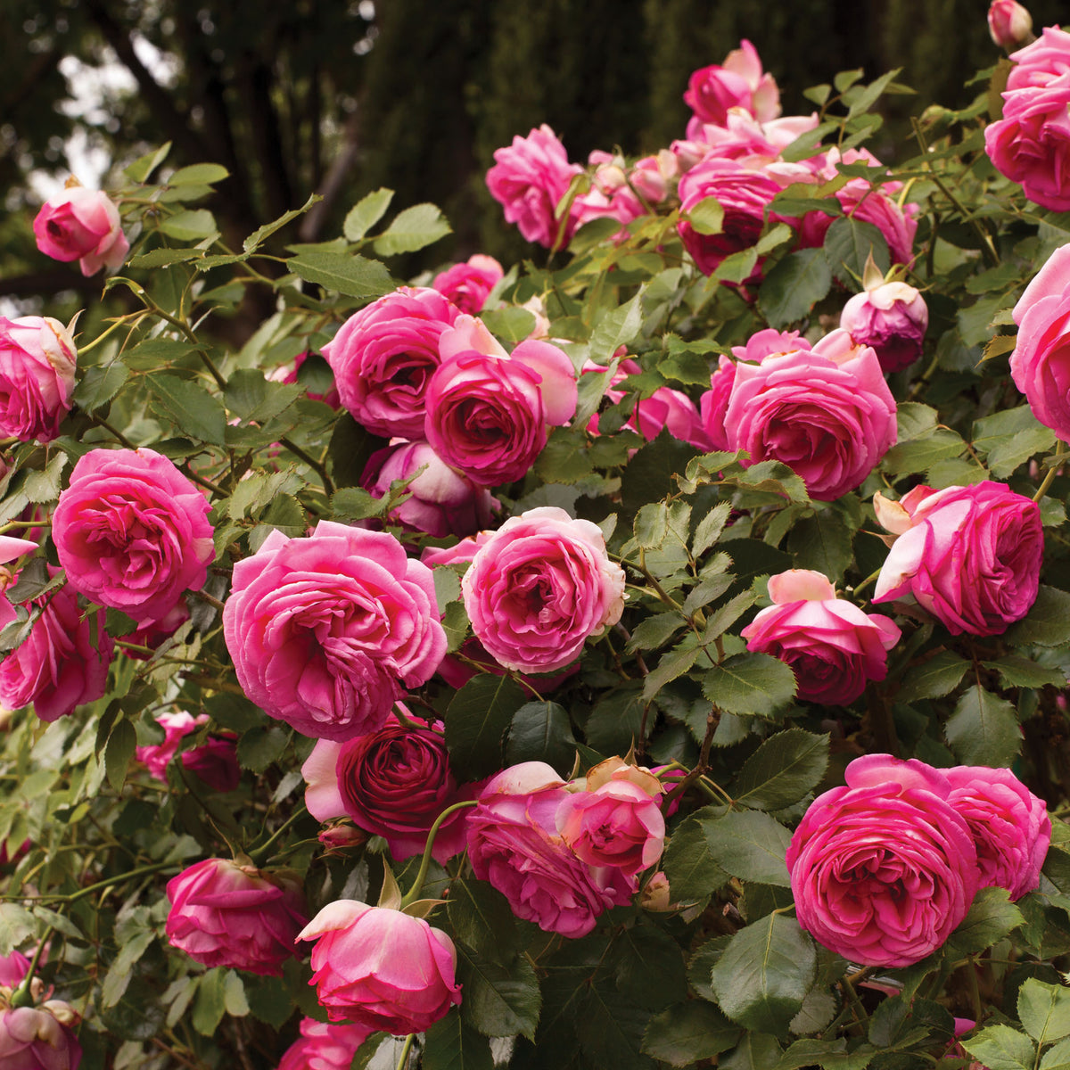 Rose, Climbing, Pretty In Pink Eden®