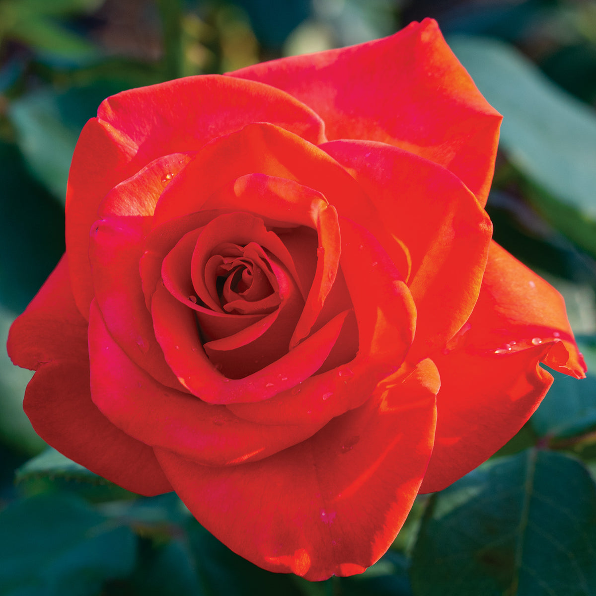 Rose, Hybrid Tea, Ring of Fire™
