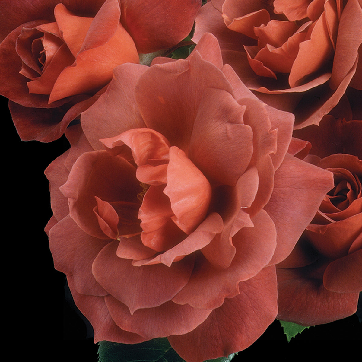 Rose, Floribunda, Hot Cocoa®