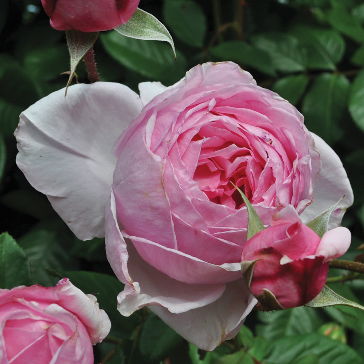 Rose, Climbing, Kiss Me Kate™