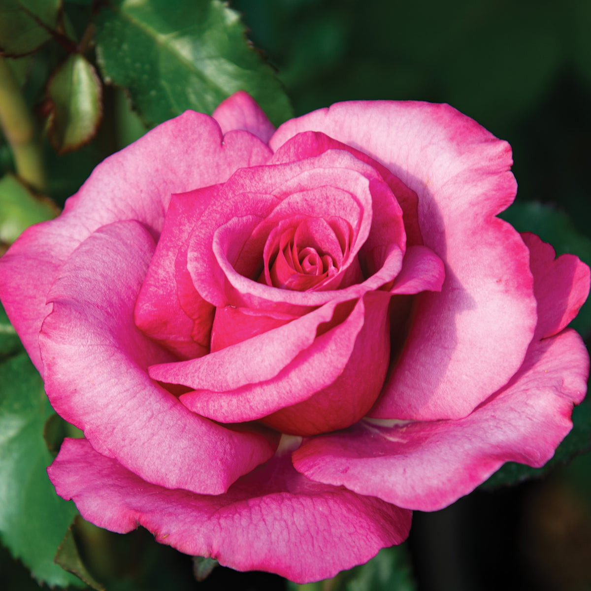 Rose, Hybrid Tea, Barbra Streisand