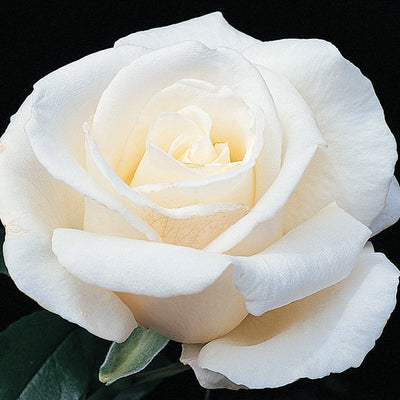Rose, Hybrid Tea, Full Sail