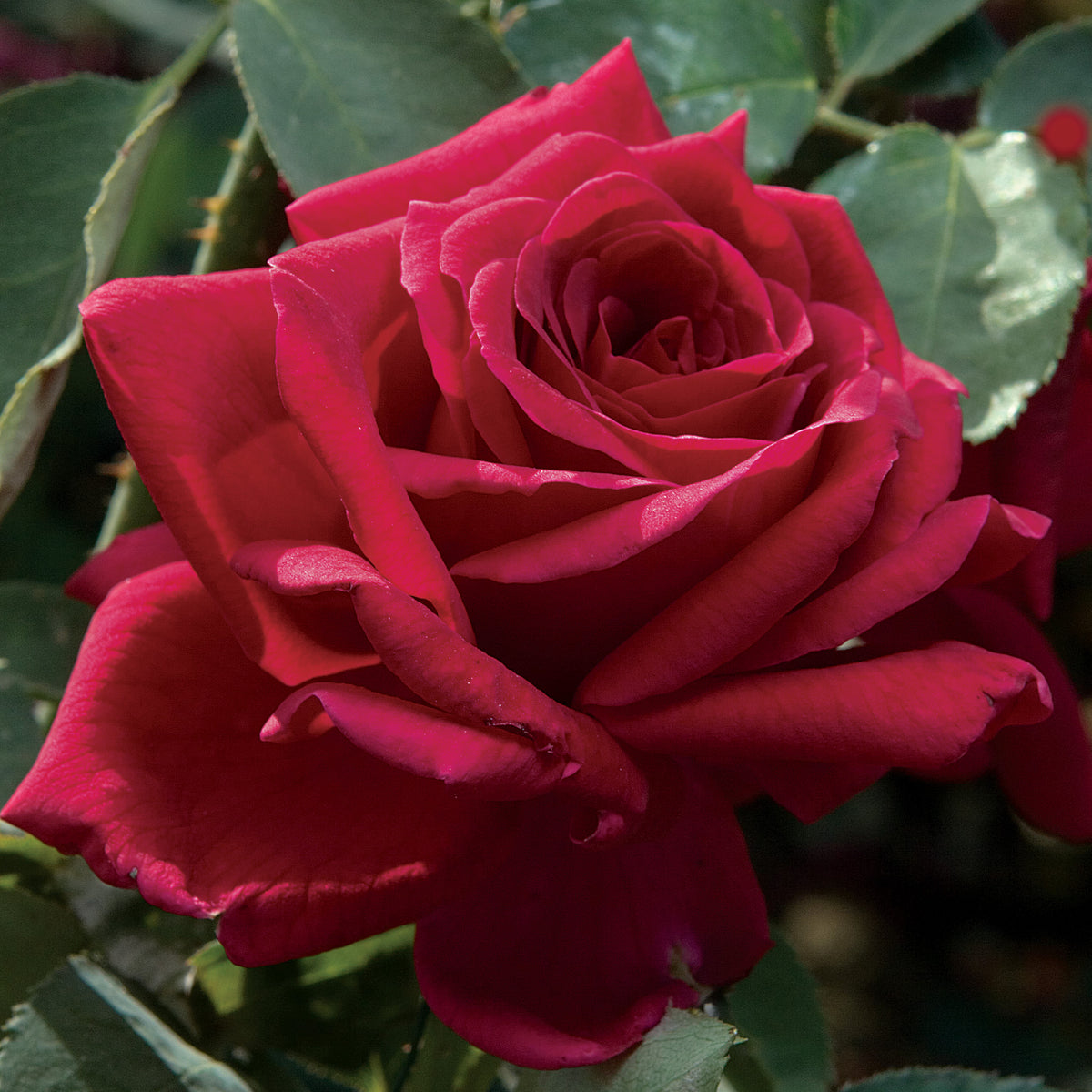 Rose, Hybrid Tea, Papa Meilland®