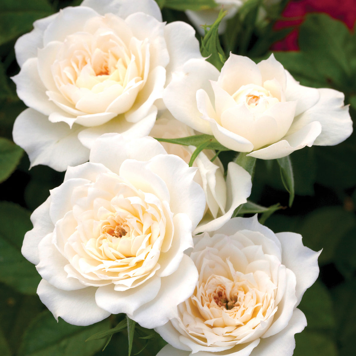 Rose, Miniature, Sunblaze® Bridal