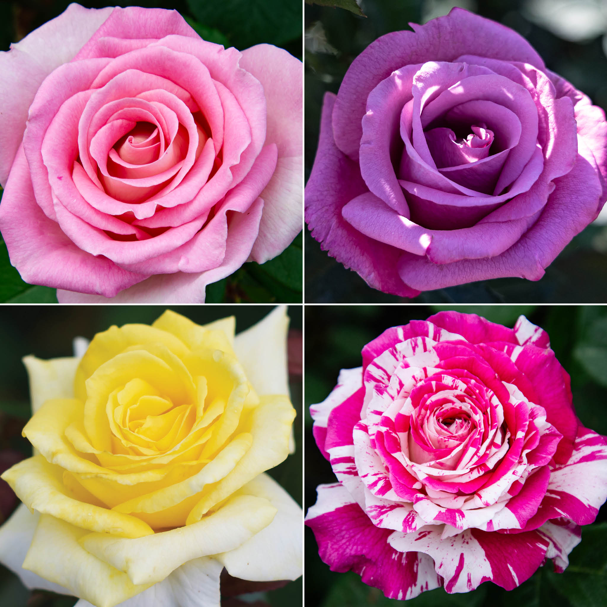 Rose, Hybrid Tea, Adolf Horstmann, Hybrid Tea Roses: Edmunds