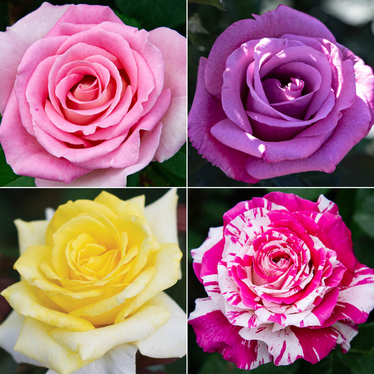 Scent-sational Rose Collection