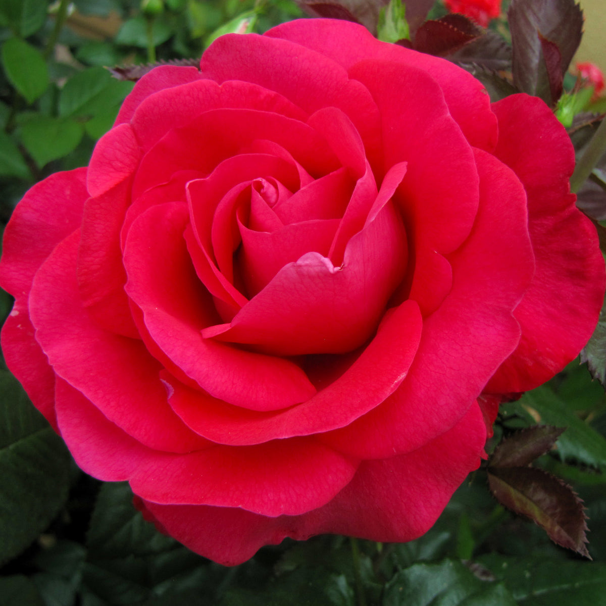 Rose, Hybrid Tea, In Love Again™