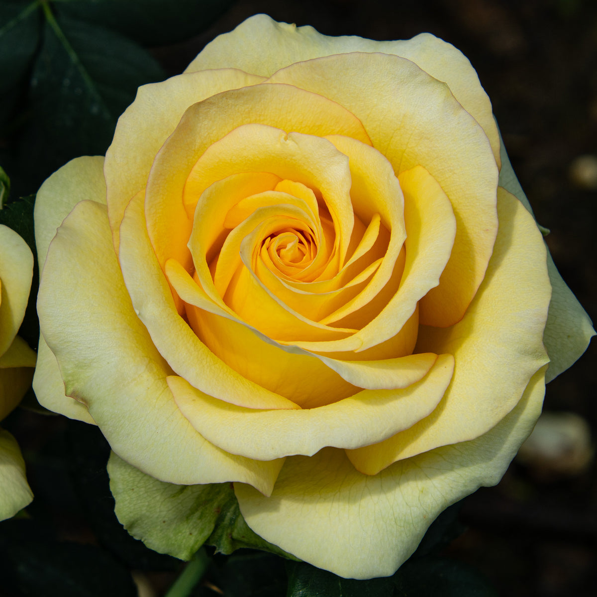Rose, Hybrid Tea, St. Patrick®