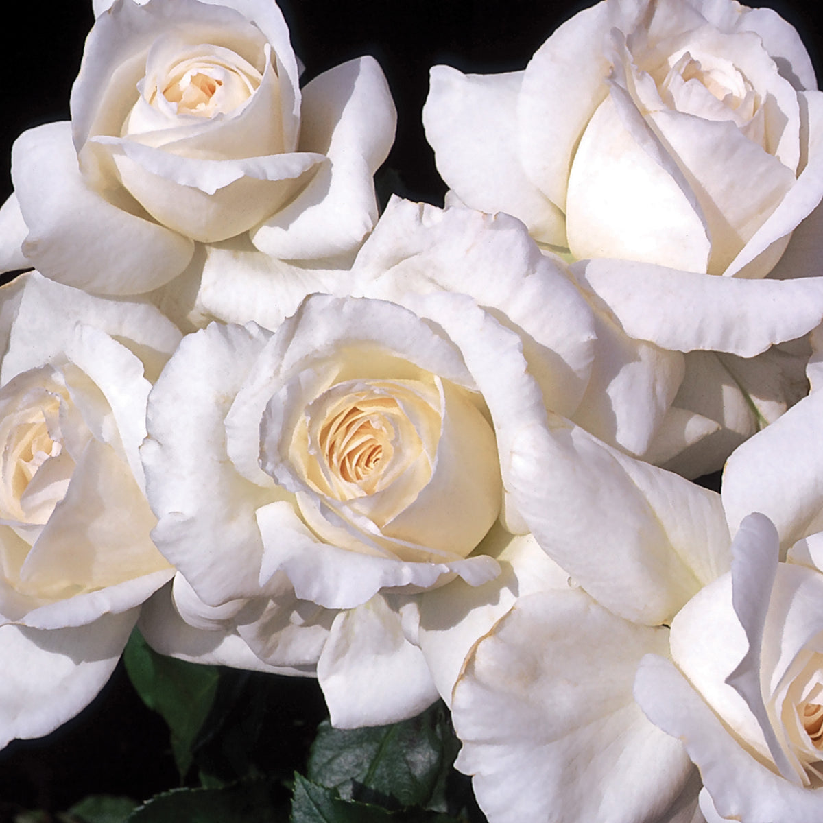 Rose, Grandiflora, Maria Shriver