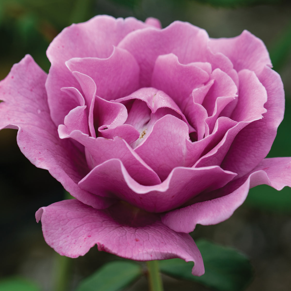 Rose, Floribunda, Angel Face