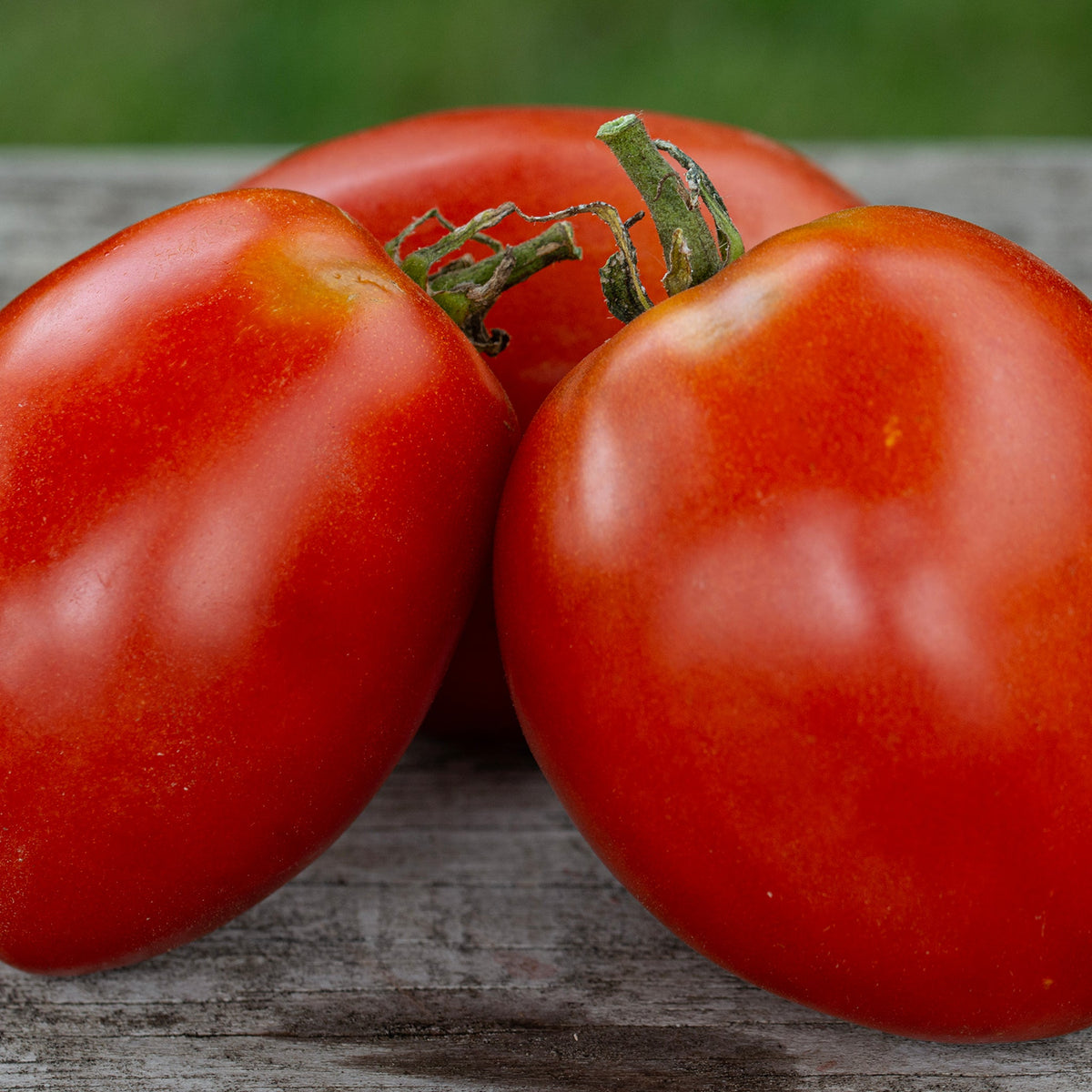 Tomato, Amish Paste.