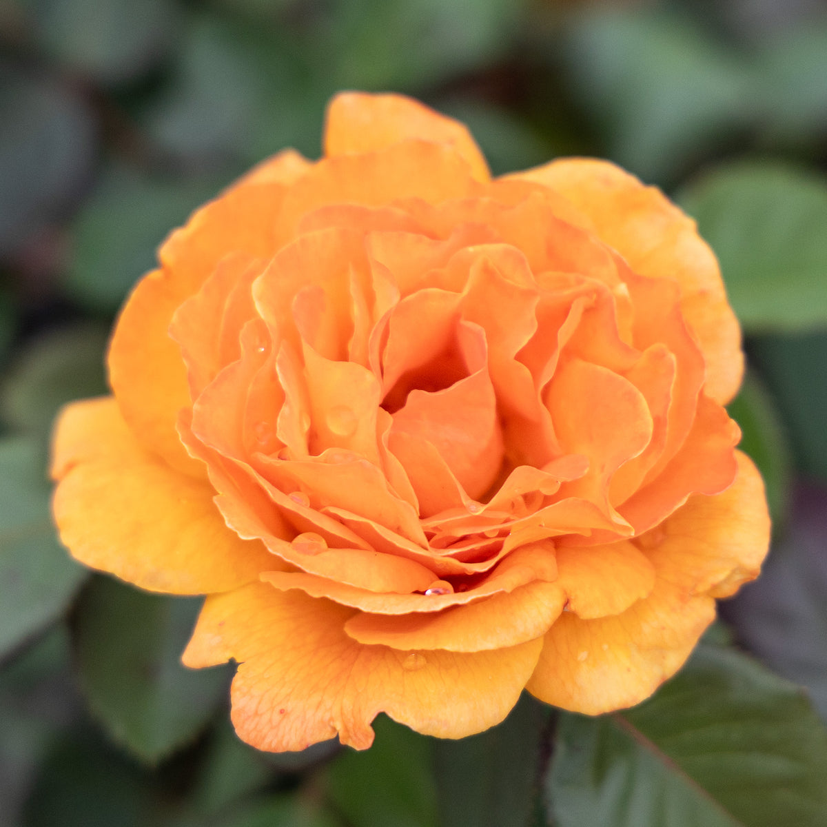 Rose, Floribunda, Vavoom™