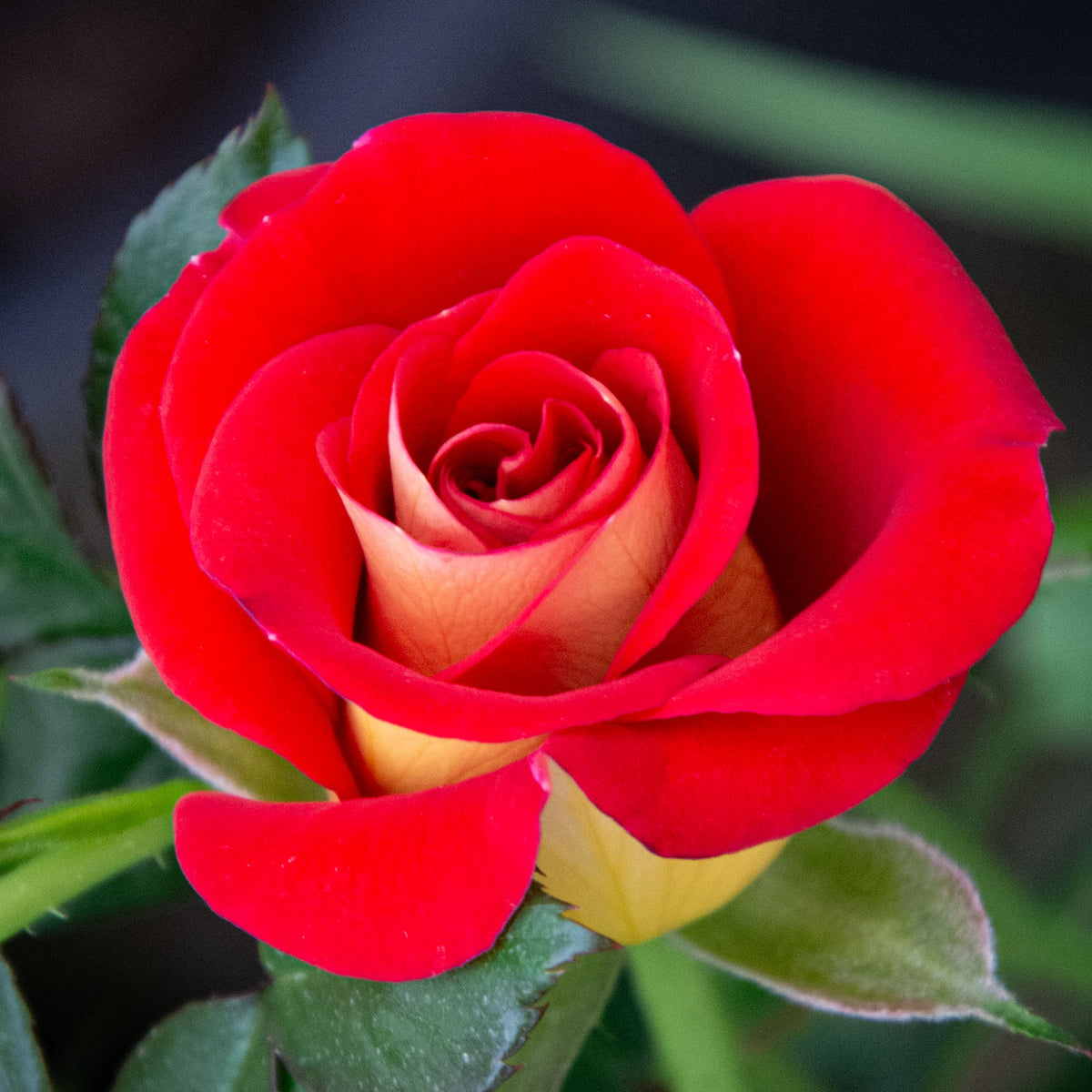 Rose, Floribunda, Ketchup & Mustard™
