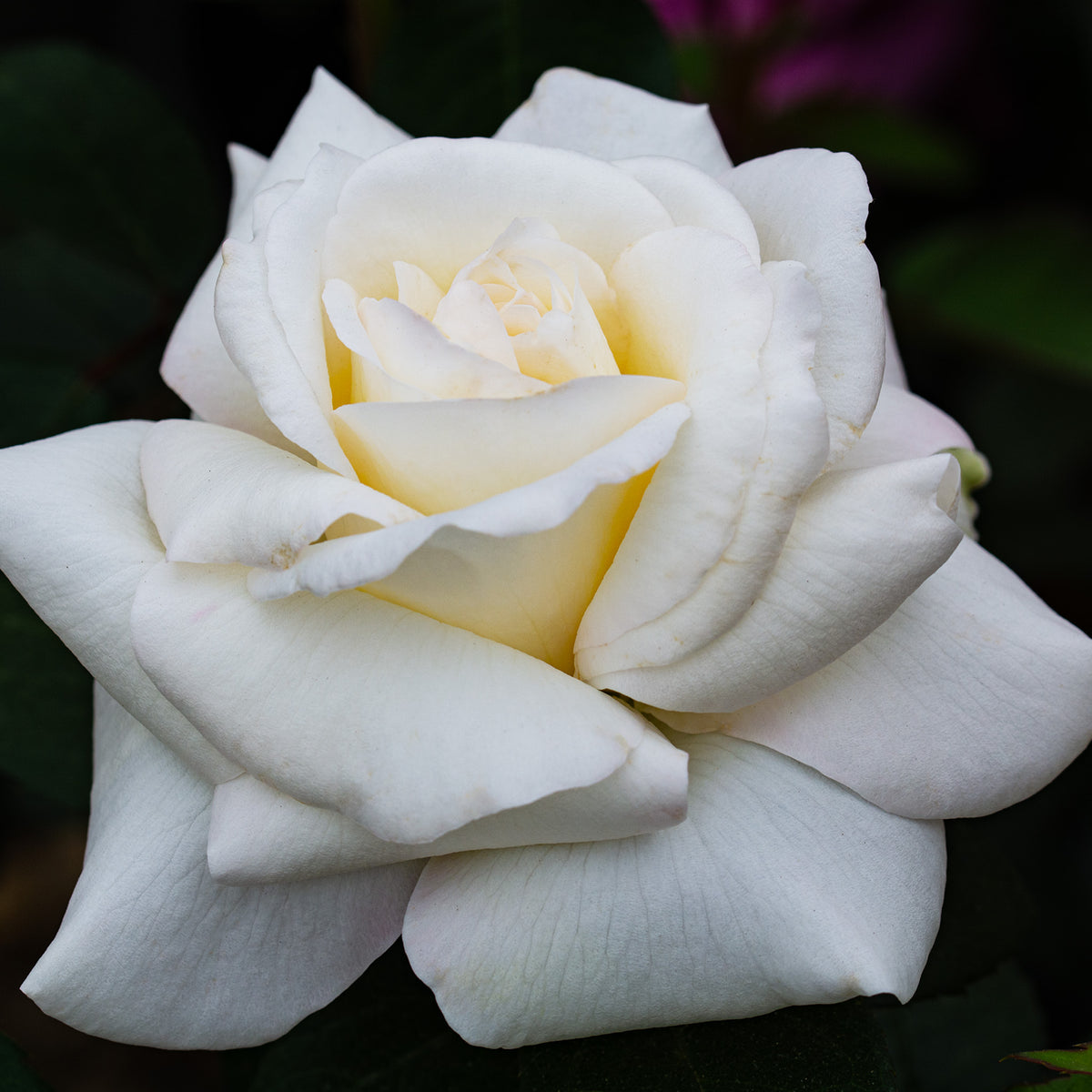 Rose, Hybrid Tea, Sugar Moon™