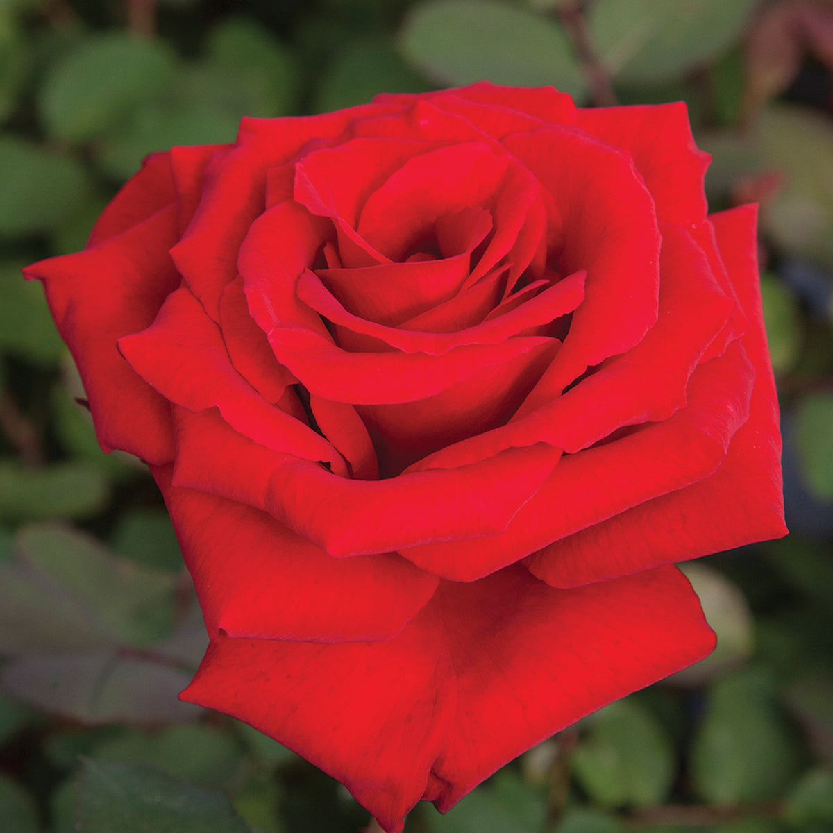 Rose, Grandiflora, Love's Promise™