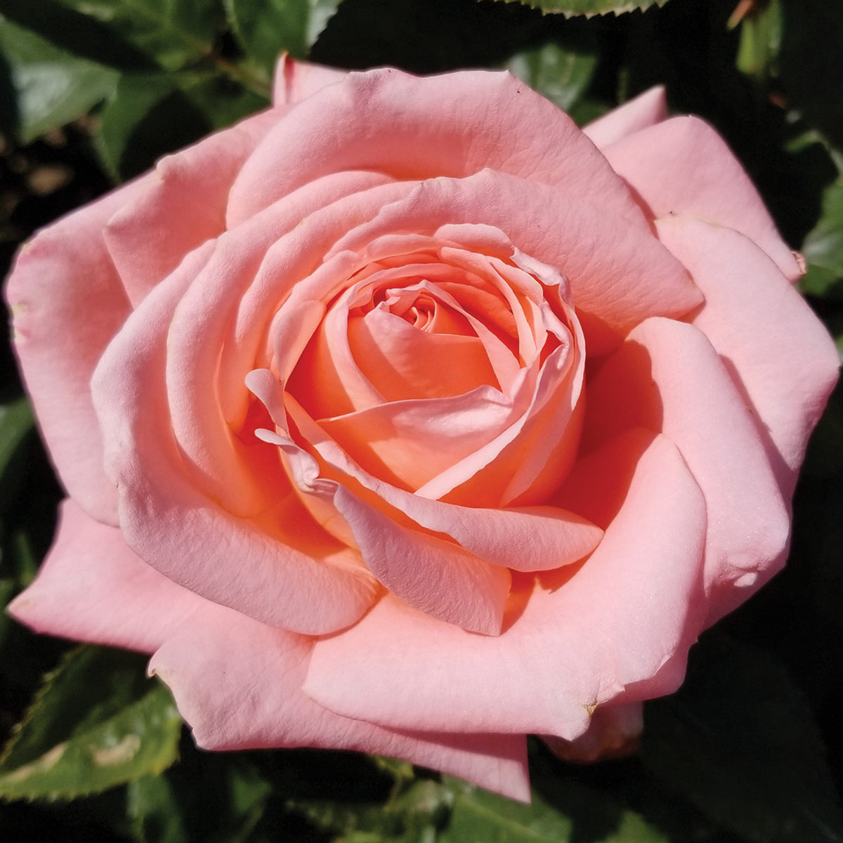 Rose, Hybrid Tea, Heavenly Scented™