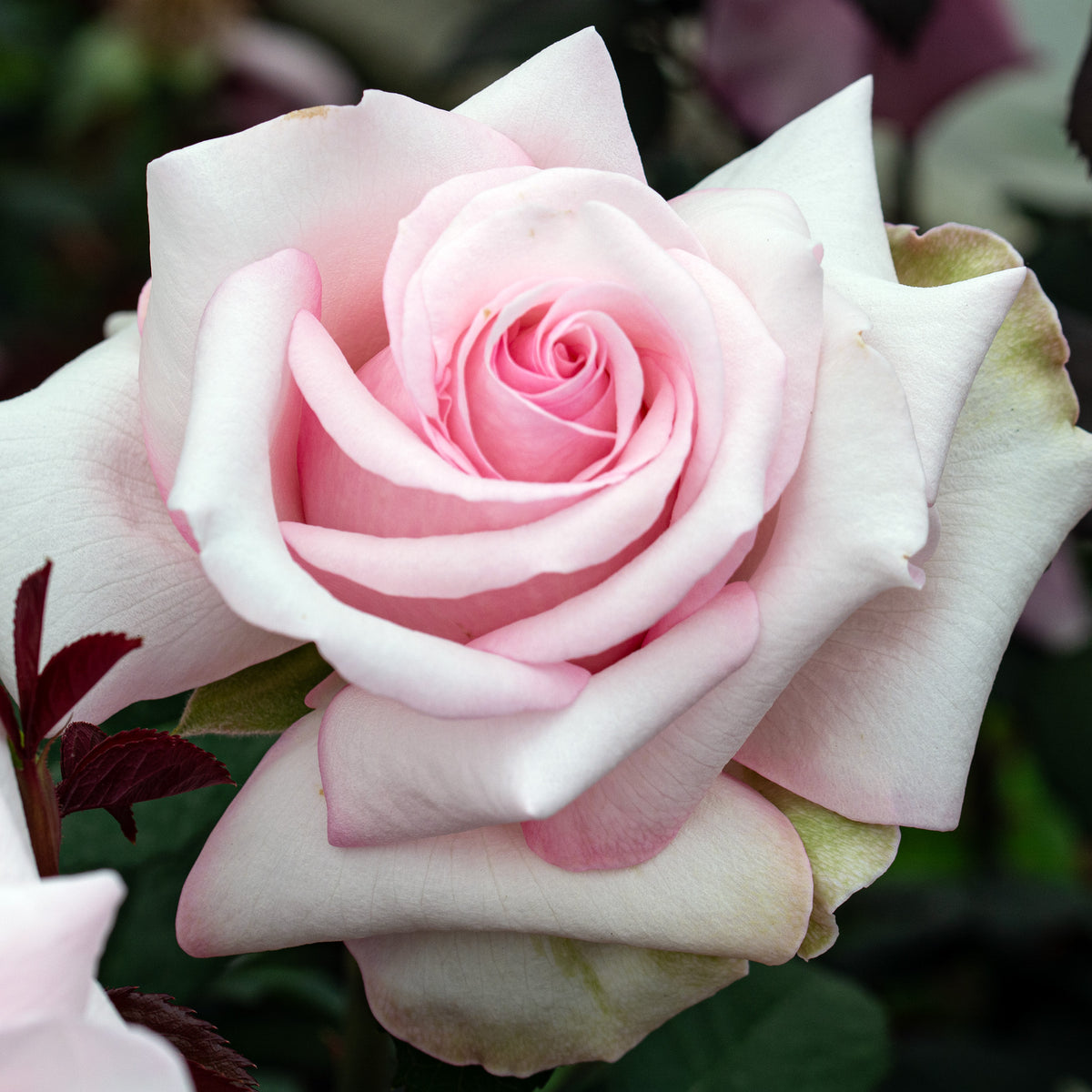 Rose, Hybrid Tea, Meredith
