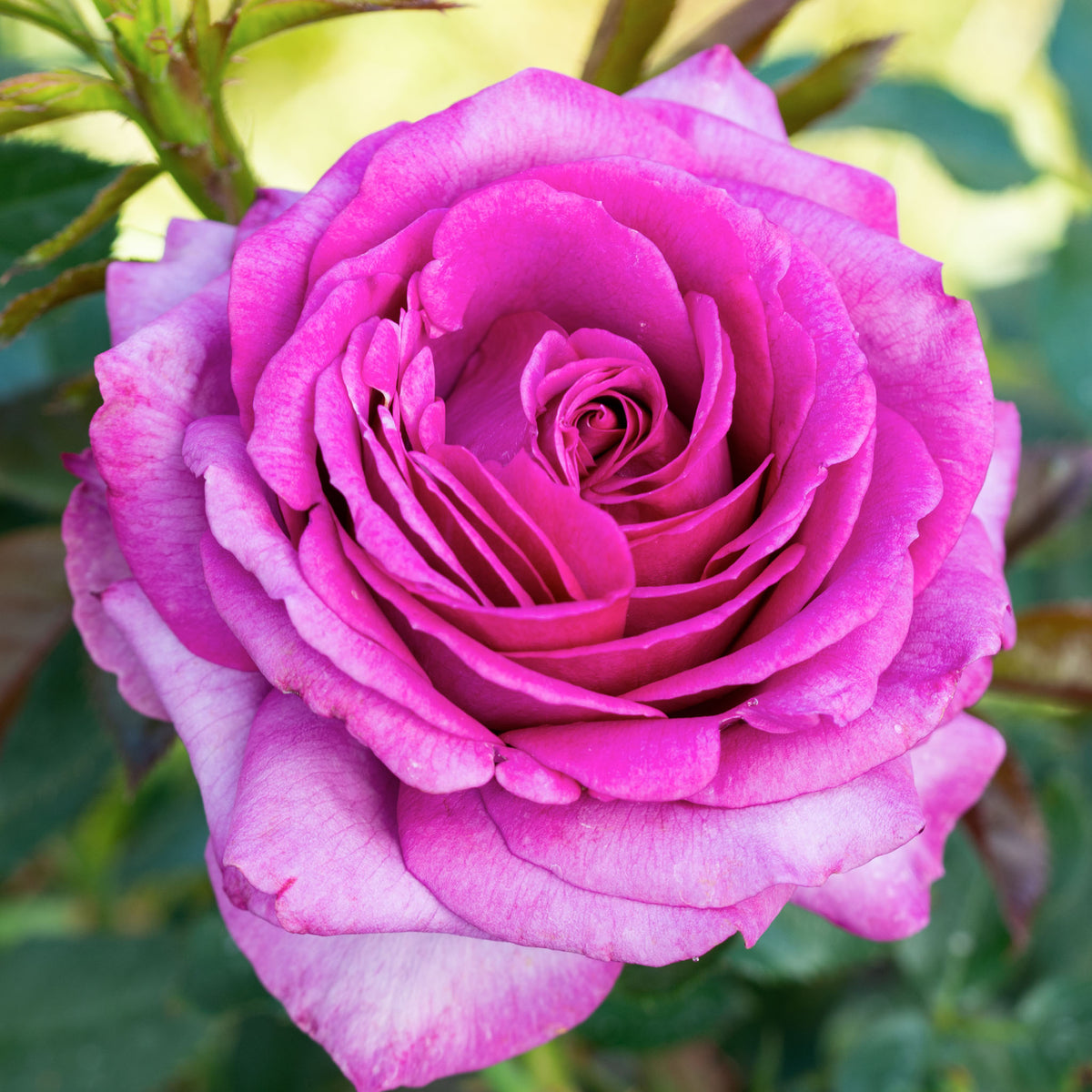 Rose, Hybrid Tea, Perfume Factory™