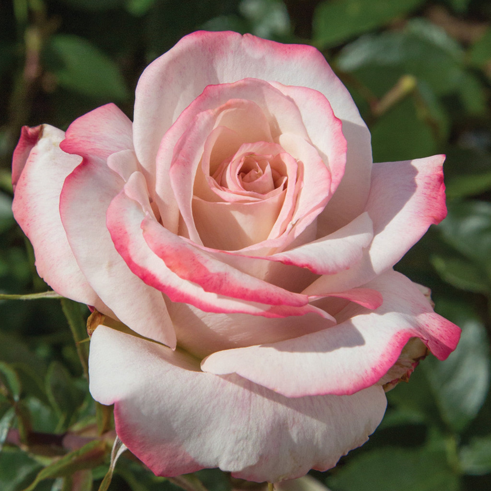 Rose, Hybrid Tea, Pinkerbelle™, Hybrid Tea Roses: Edmunds' Roses