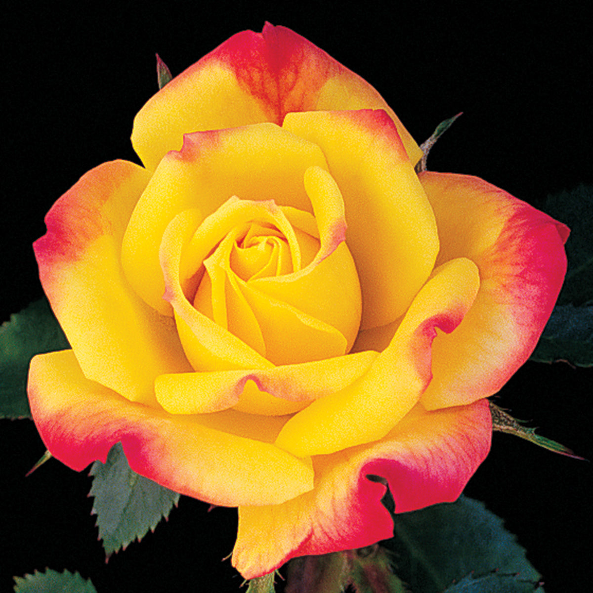 Rose, Miniature, Rainbow's End™