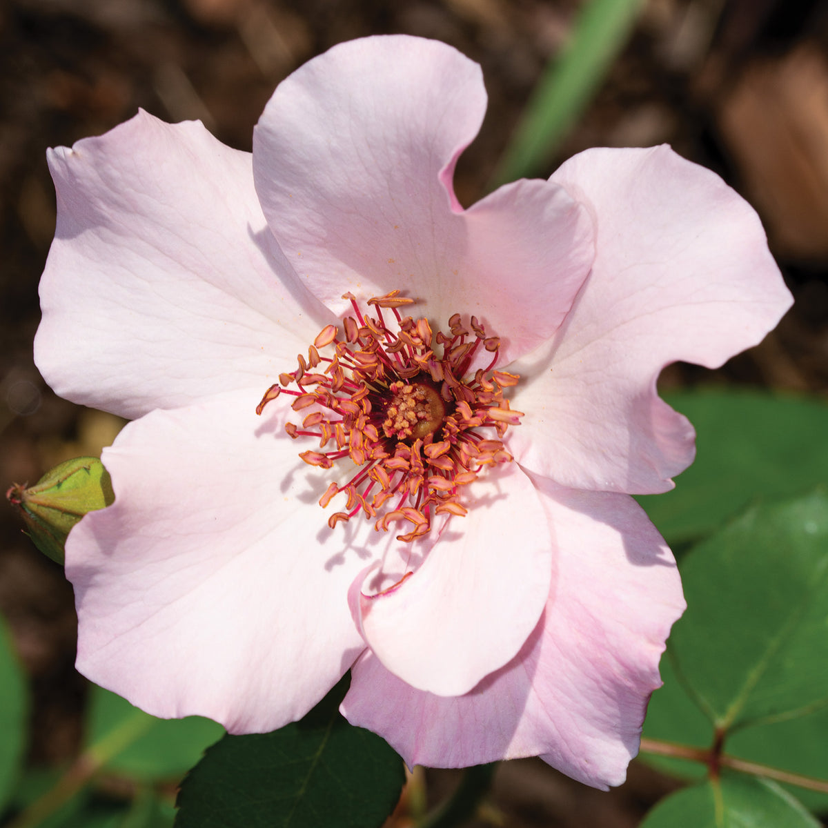 Rose, Hybrid Tea, Dainty Bess