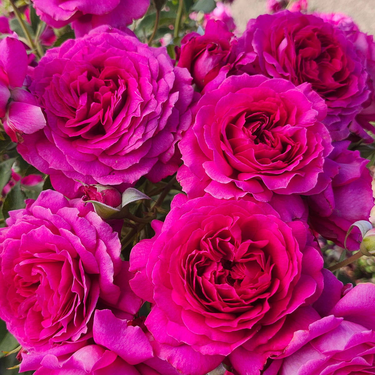 Rose, Floribunda, Light Years Away™