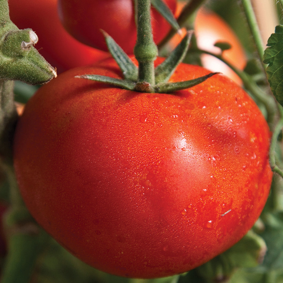 Tomato, Early Girl Classic Hybrid