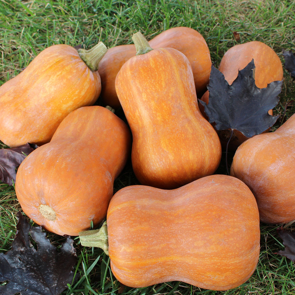 Squash, Winter, Honeybaby Hybrid