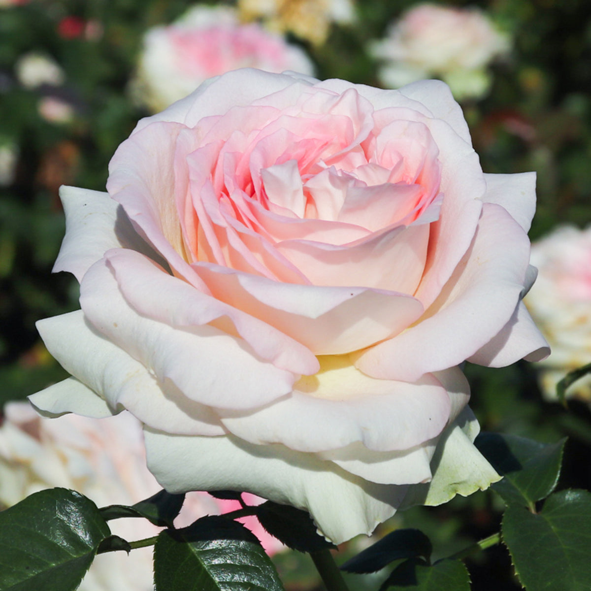Rose, Hybrid Tea, Prom Night™