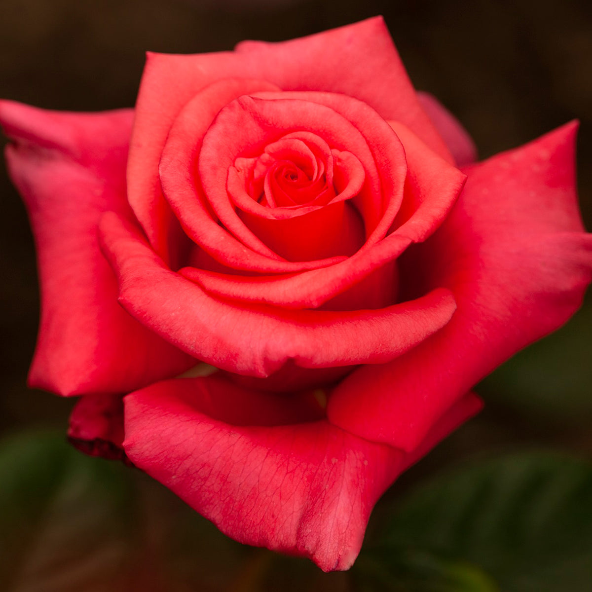 Rose, Hybrid Tea, Ain't She Sweet
