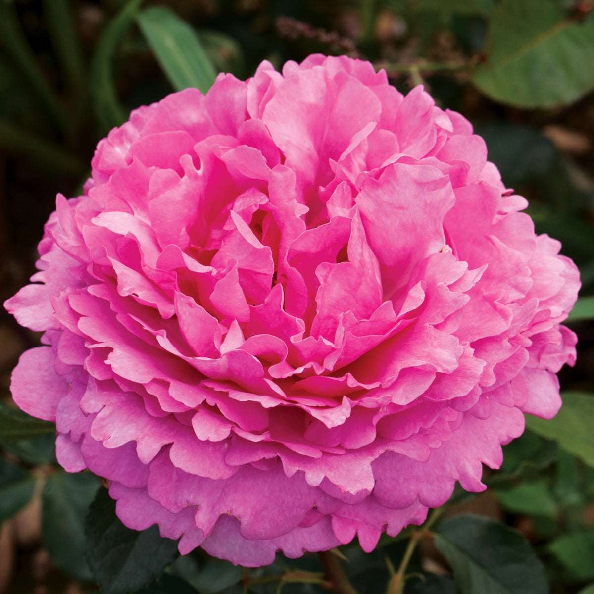 Rose, Hybrid Tea, Yves Piaget®