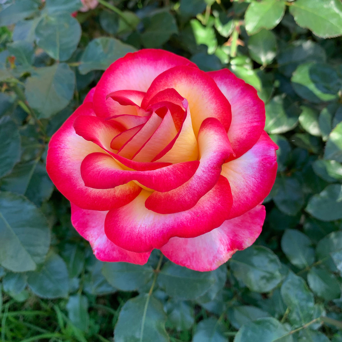 Rose, Hybrid Tea, De Colores®.