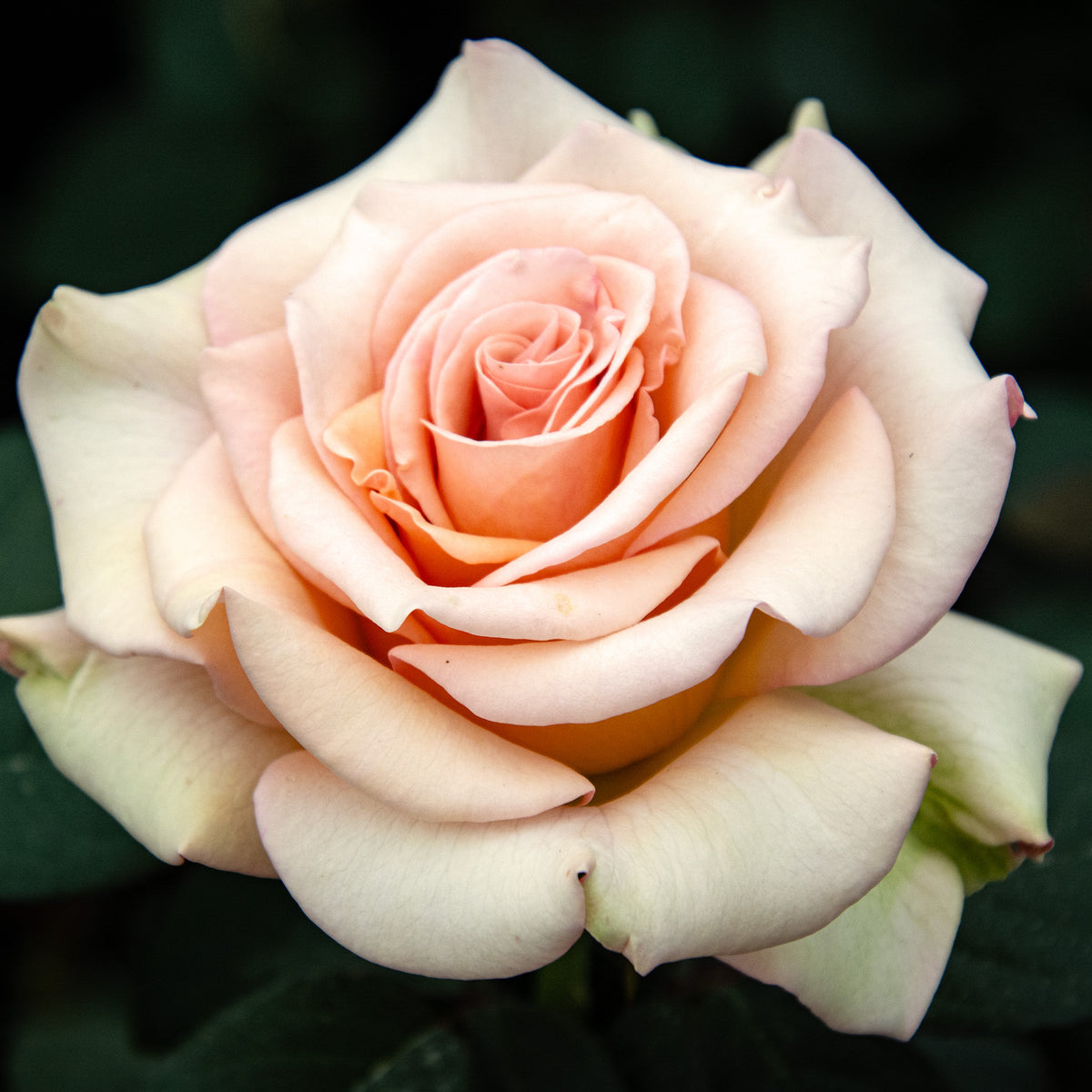 Rose, Hybrid Tea, Marilyn Monroe™