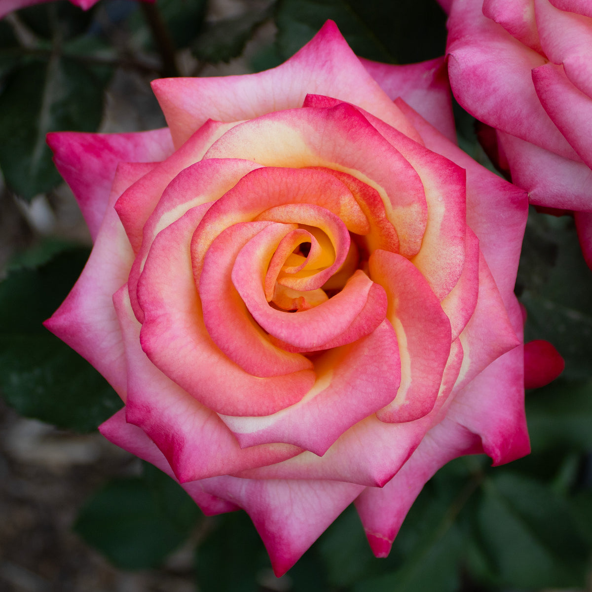 Rose, Grandiflora, Dream Come True™
