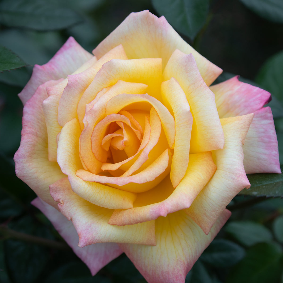 Rose, Floribunda, Sheila's Perfume