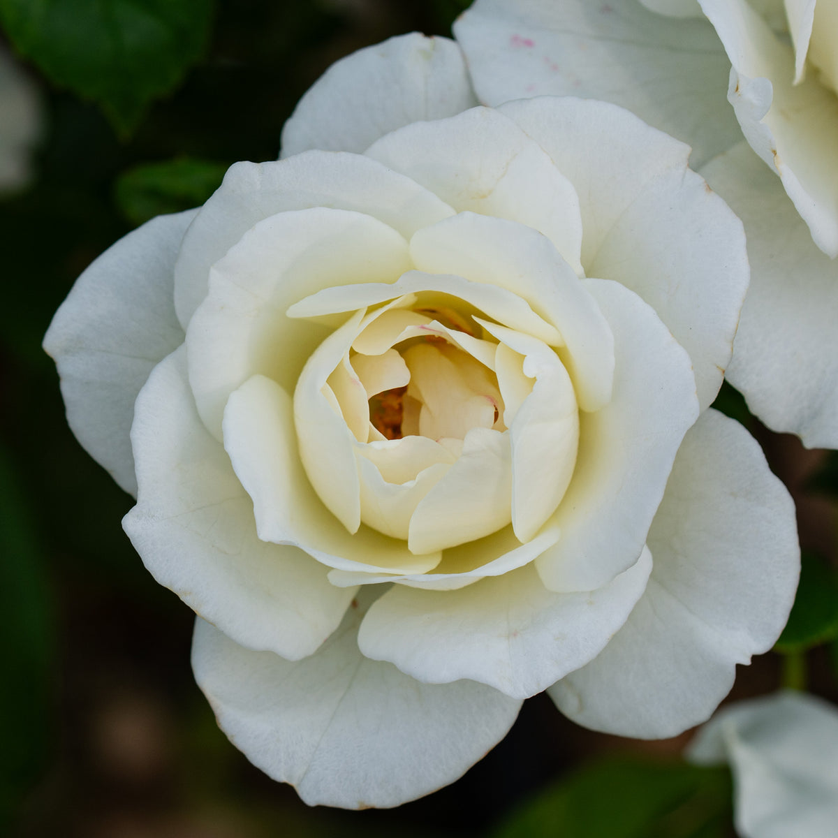 Rose, 36" Tree, Iceberg