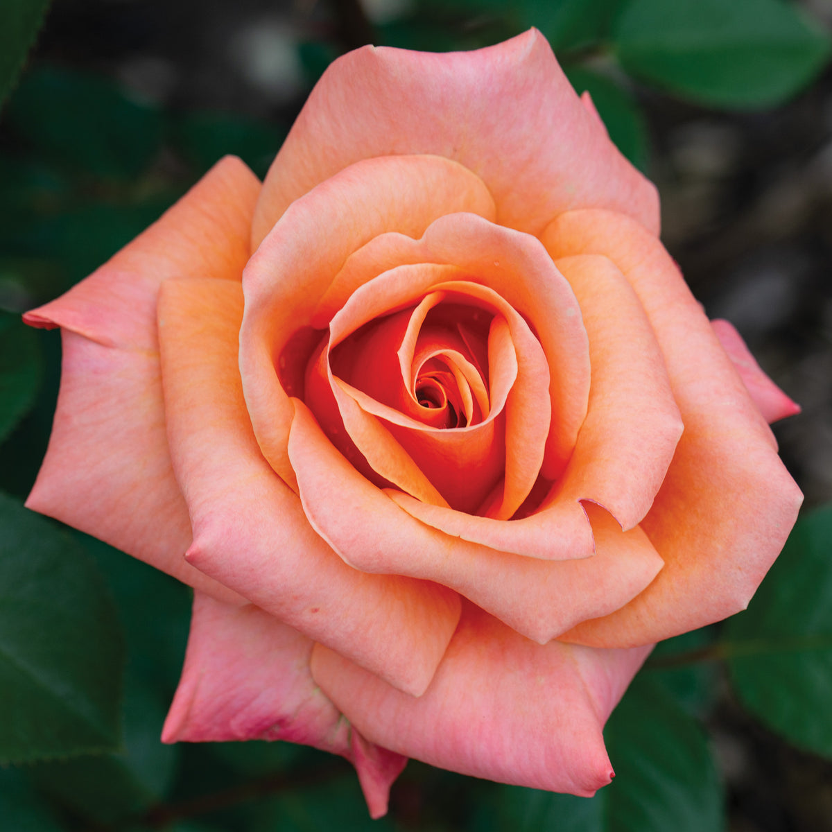 Rose, Grandiflora, Arizona