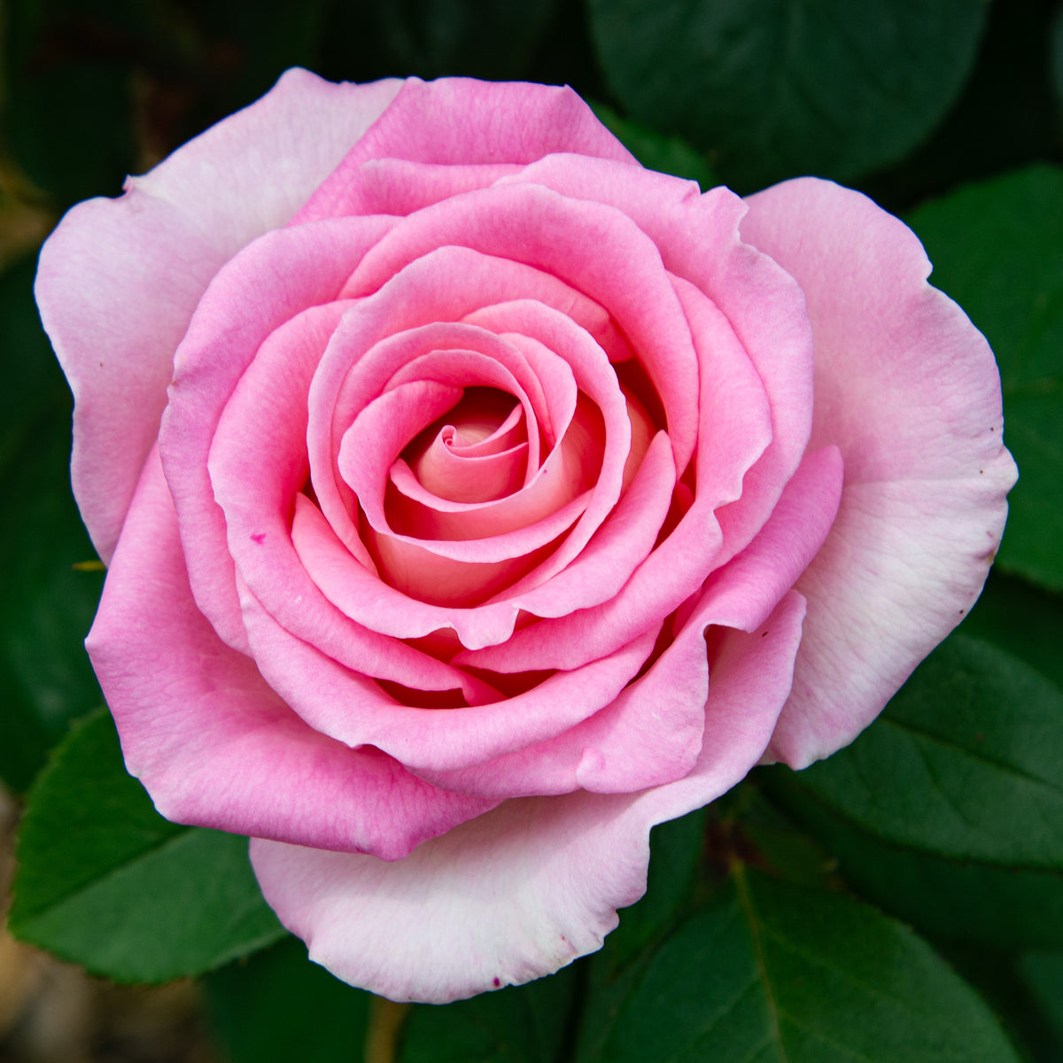 Rose, Hybrid Tea, Falling in Love™