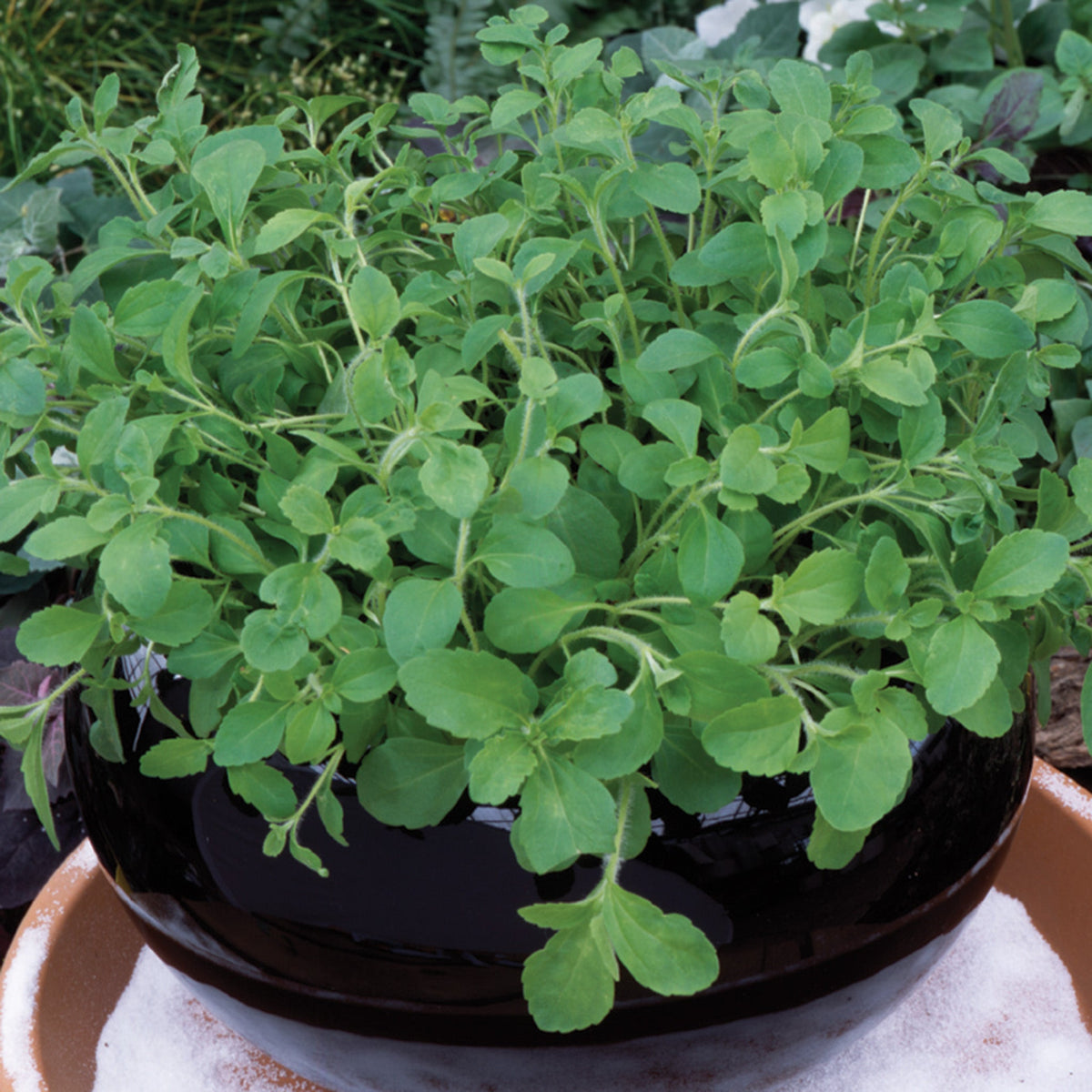 Stevia
