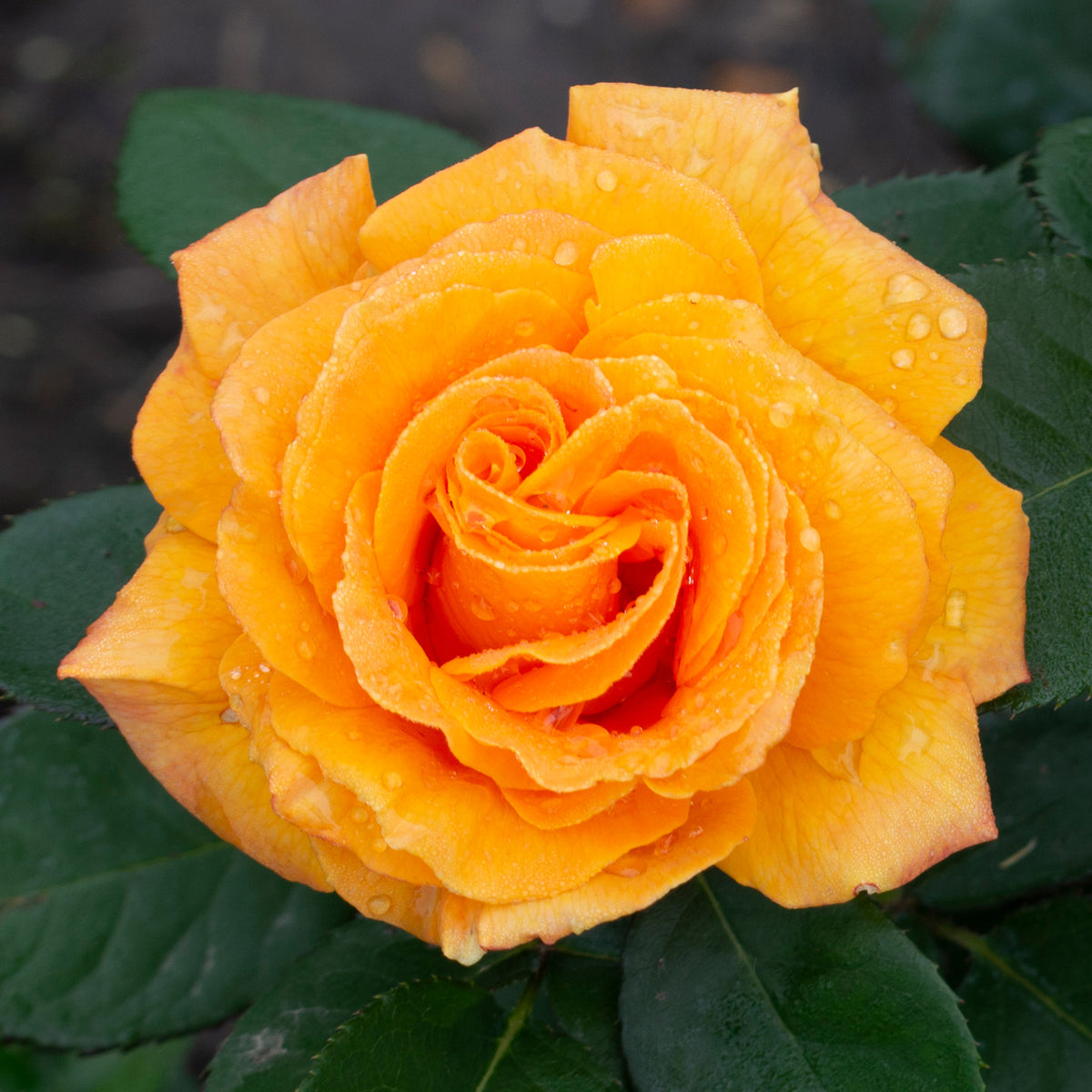 Rose, Hybrid Tea, Good As Gold™