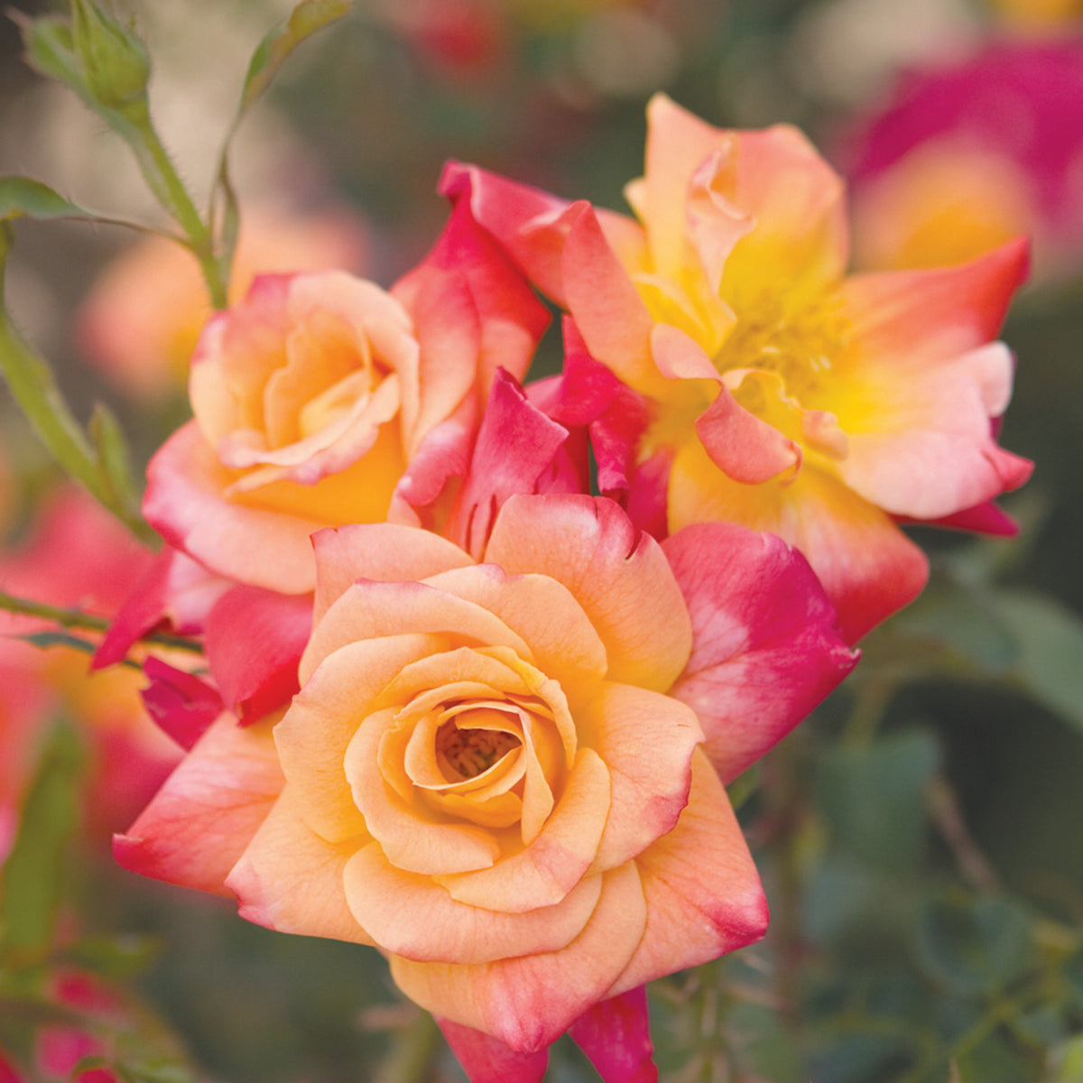 Rose, Climbing, Joseph's Coat