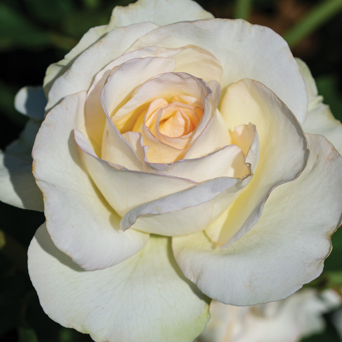 Rose, Hybrid Tea, Shirley's Bouquet™