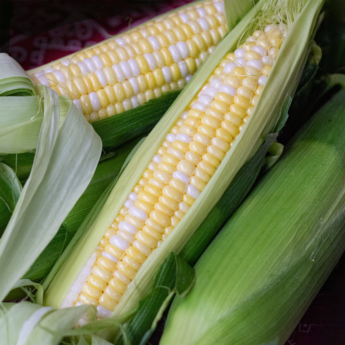 Sweet Corn, Trinity Bicolor Hybrid, Treated